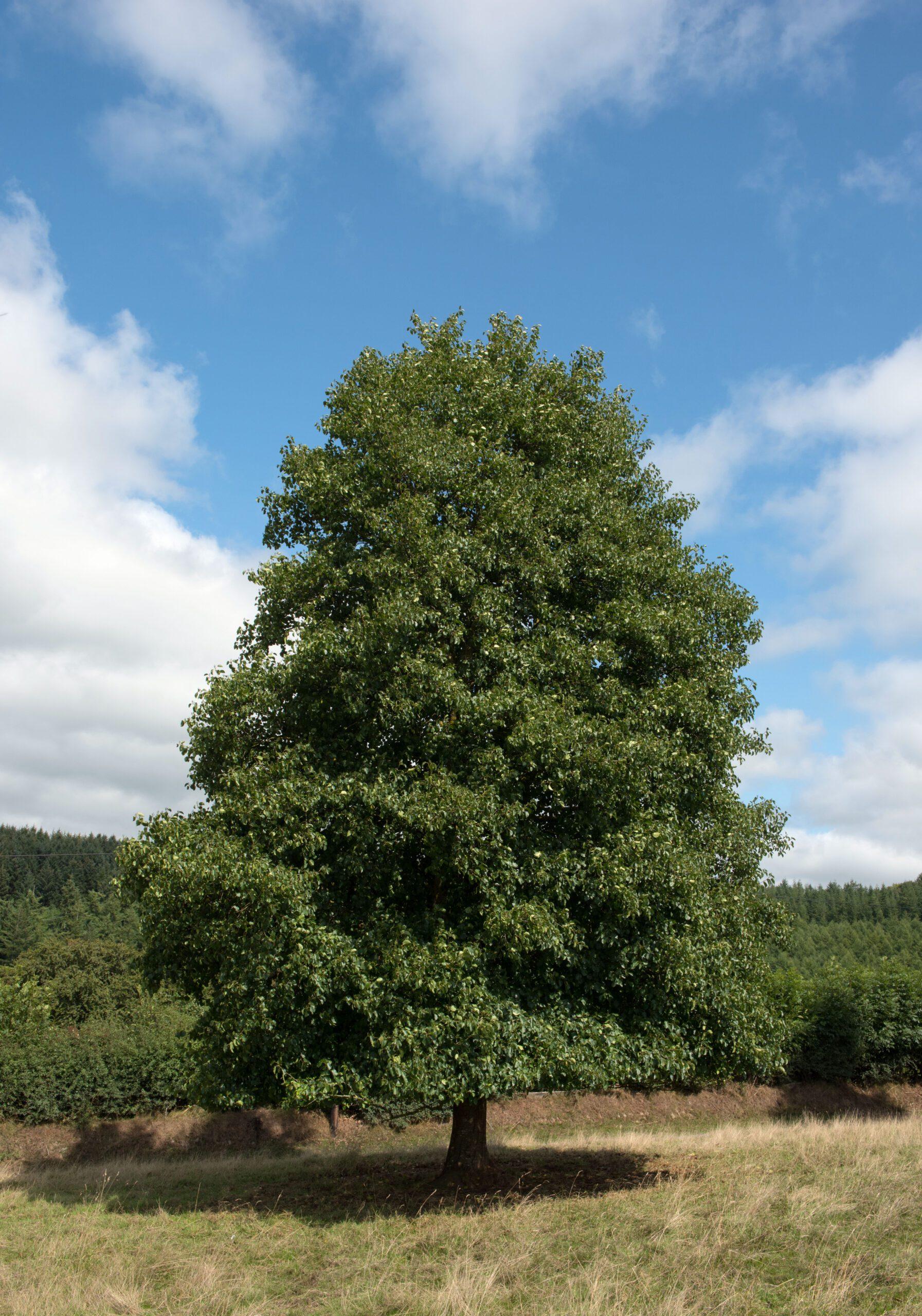 Éger