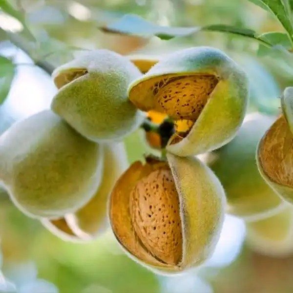 Mandula